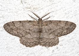 Attēlu rezultāti vaicājumam “Hypomecis punctinalis”