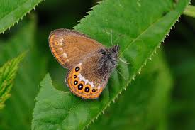 Attēlu rezultāti vaicājumam “Coenonympha hero”