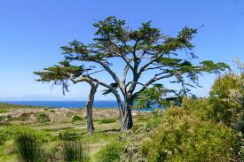 Attēlu rezultāti vaicājumam “Cribraria macrocarpa young”
