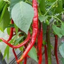 Afbeeldingsresultaat voor joe long cayenne hot pepper