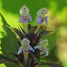 Attēlu rezultāti vaicājumam “Galeopsis speciosa”