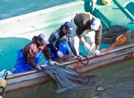 Image result for japan dolphin slaughter