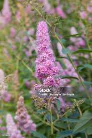 Attēlu rezultāti vaicājumam “Spiraea salicifolia flower”