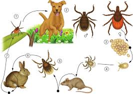 Attēlu rezultāti vaicājumam “Ixodes”