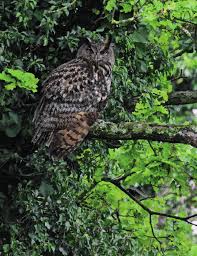 Attēlu rezultāti vaicājumam “Bubo bubo”
