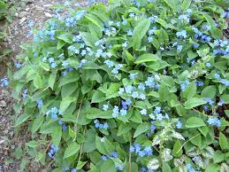 Attēlu rezultāti vaicājumam “Omphalodes verna”