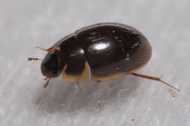 Attēlu rezultāti vaicājumam “Enochrus affinis”