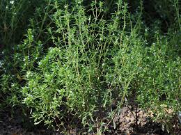 Image result for Satureja hortensis