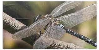 Attēlu rezultāti vaicājumam “Aeshna juncea”