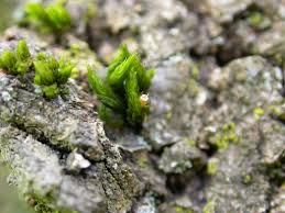 Attēlu rezultāti vaicājumam “Pleuridium subulatum”