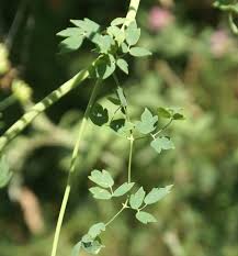 Attēlu rezultāti vaicājumam “Thalictrum minus”