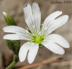 Attēlu rezultāti vaicājumam “Cerastium arvense leaf”
