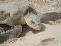 Image result for Lepidochelys olivacea