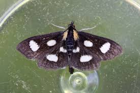 Attēlu rezultāti vaicājumam “Anania funebris”