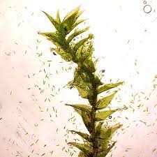 Attēlu rezultāti vaicājumam “Plagiothecium latebricola”