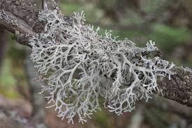 Attēlu rezultāti vaicājumam “Evernia mesomorpha”