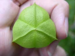 Attēlu rezultāti vaicājumam “Trifolium spadiceum fruit”