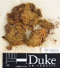 Attēlu rezultāti vaicājumam “Dicranum montanum sporophyte”