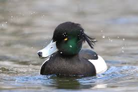 Image result for Aythya fuligula