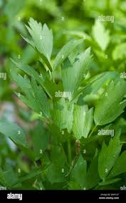 Attēlu rezultāti vaicājumam “Levisticum officinale leaf”