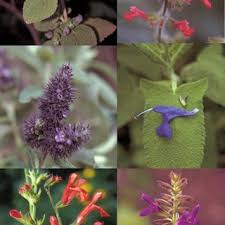 Attēlu rezultāti vaicājumam “Labiatae”