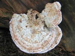 Attēlu rezultāti vaicājumam “Postia guttulata”