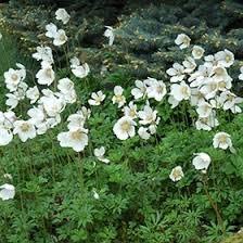 Attēlu rezultāti vaicājumam “Anemone sylvestris fruit”