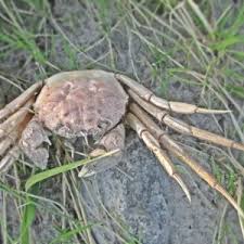 Image result for Eriocheir sinensis