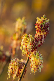 Attēlu rezultāti vaicājumam “Acer negundo male flower”