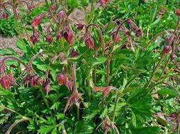 Image result for Geum rivale