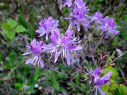 Attēlu rezultāti vaicājumam “Rhododendron canadense”