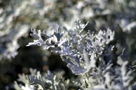Image result for Artemisia gmelinii