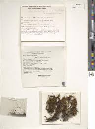 Attēlu rezultāti vaicājumam “Meesia triquetra”