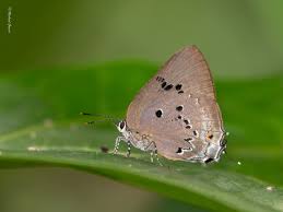 Attēlu rezultāti vaicājumam “Theclinae”