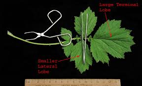 Attēlu rezultāti vaicājumam “Geum rivale leaf”