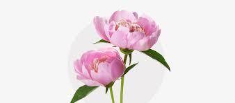 Image result for Pfingstrose