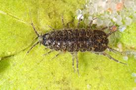 Attēlu rezultāti vaicājumam “Asellus aquaticus”