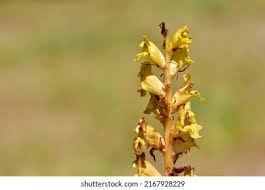Attēlu rezultāti vaicājumam “Orobanche reticulata flower”