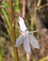 Attēlu rezultāti vaicājumam “Lobelia dortmanna flower”