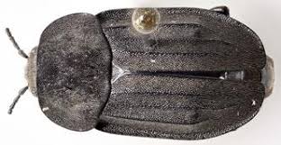 Attēlu rezultāti vaicājumam “Carterocephalus silvicolus underside”