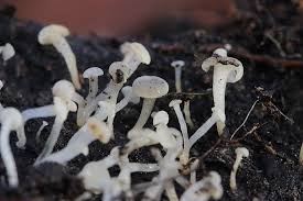 Attēlu rezultāti vaicājumam “Cudoniella acicularis”