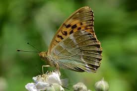 Attēlu rezultāti vaicājumam “Argynnis paphia underside”