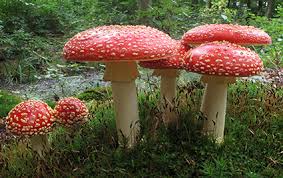 Image result for vliegenzwam