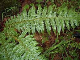 Attēlu rezultāti vaicājumam “Polystichum braunii”