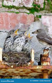 Attēlu rezultāti vaicājumam “Muscicapa striata nest”