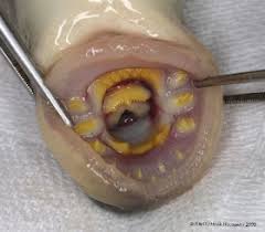 Image result for Lampetra fluviatilis