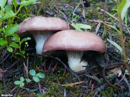 Attēlu rezultāti vaicājumam “Gomphidius roseus”