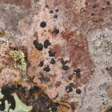 Attēlu rezultāti vaicājumam “Arthonia byssacea”