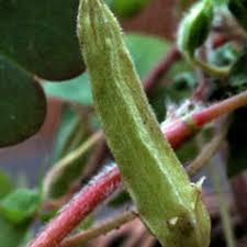 Attēlu rezultāti vaicājumam “Oxalis corniculata fruit”