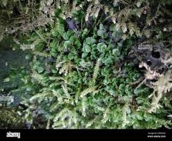 Attēlu rezultāti vaicājumam “Pellia endiviifolia”